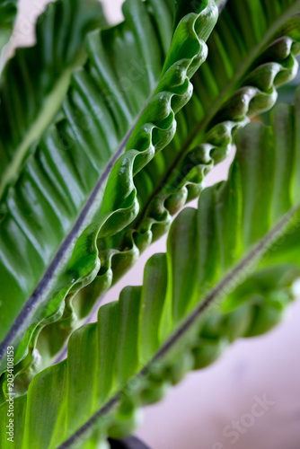 Close-up texture of Asplenium nidus or Cobra fern foliage in a home garden
