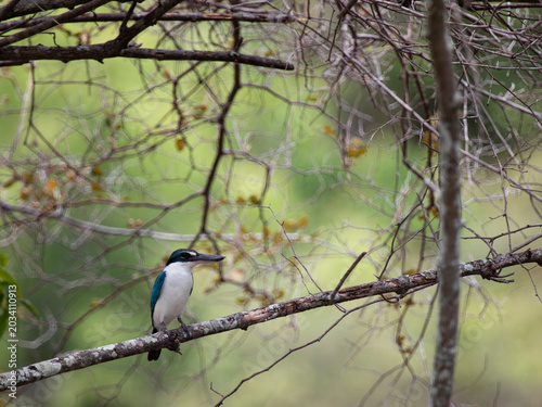 blue tit on branch