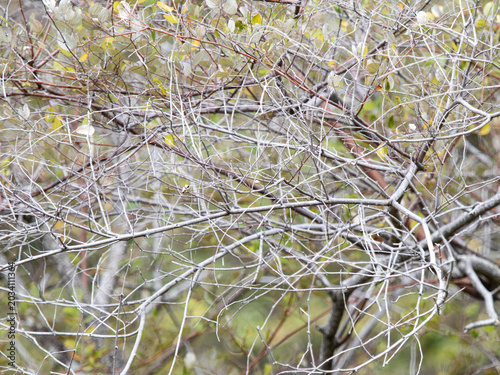snow on the branches