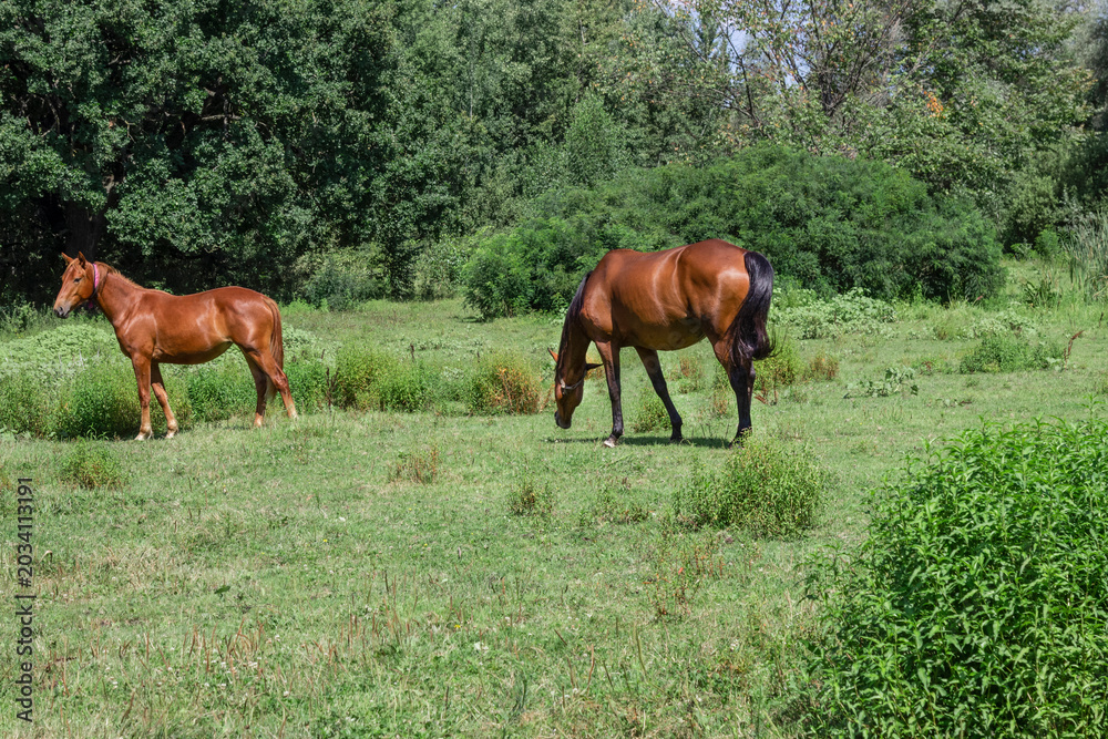 Obraz premium Two horses are grazing at the edge of the forest.