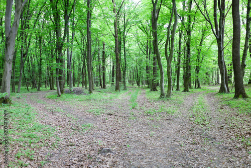 Canvastavla Old forest paths diverge in different directions at a spacious crossroads in the middle of a dense green woodland