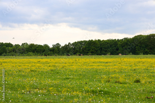 ​A picturesque green field covered with bright yellow flowers and fluffy dandelions under a cloudy spring sky. A dense forest is visible on the horizon, with a small herd of cows grazing peacefully.