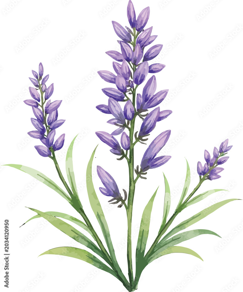 Obraz premium Watercolor illustration of lavender plant with purple blooms and delicate leaves.
