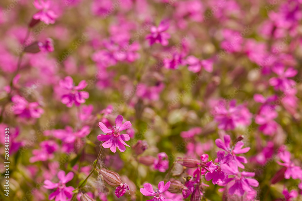 Obraz premium landscape with beautiful flowers in the park in different colors on a sunny day in May