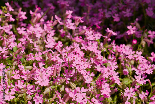 landscape with beautiful flowers in the park in different colors on a sunny day in May