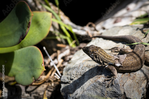 lizard on a stone