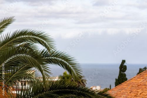 palm trees on a tropical beach