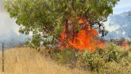 Desastre natural por fuego en masa forestal.