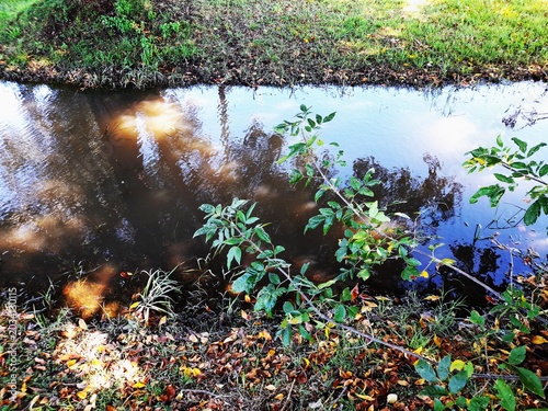 Fotografie Paisaje otoñal en la orilla de un arroyo tranquilo cubierto de hojas de tilo