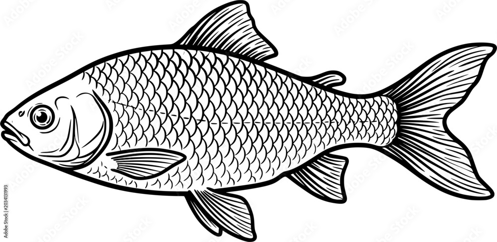 Fototapeta premium Detailed Freshwater Fish Engraving Vector Illustration with Realistic Scales and Fin Anatomy