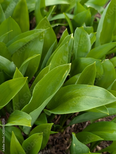 Wild Garlic Leaves Emerge, Spring Forest Floor