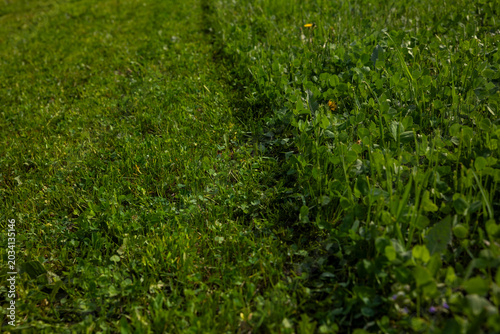 Bild auf Leinwand Before and after lawn mowing with overgrown grass outdoors