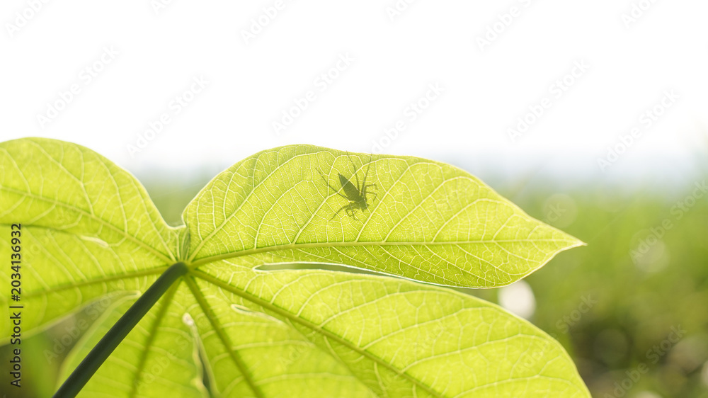 Obraz premium Photo of a small spider shadow on a cassava leaf.