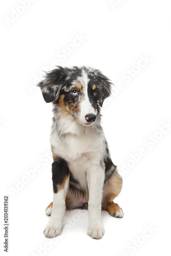 Australian shepherd dog sitting on white background