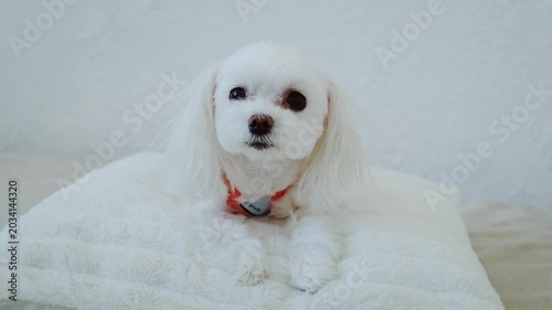 Maltese Dog in Fancy Outfit on White Pillow, Looking at Camera. Styled Pet Portrait.