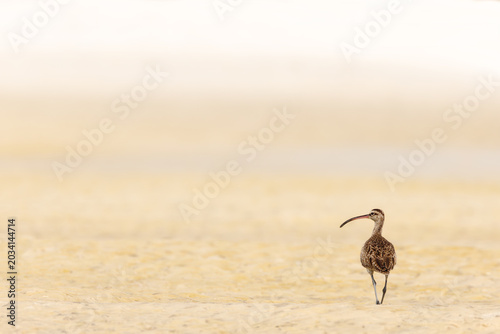 Foto MAÇARICO DE BICO TORTO, PRAIA DE AJURUTEUÁ BRAGANÇA PARÁ