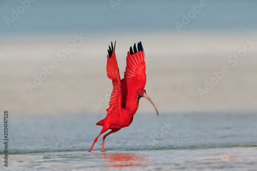 Bild auf Leinwand GUARÁ , PRAIA  DE AJURUTEUÁ , BRAGANÇA PARÁ