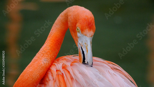 Tablou pe pânză Flamingo preening her pink feathers