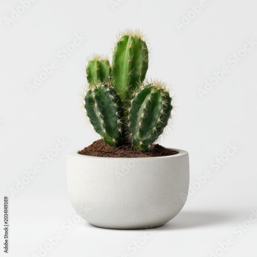 Small cactus in a round, light-colored pot