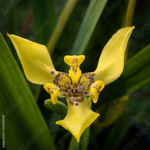 macro, close-up, flower, trimezia (often called yellow walking iris). seen from above, the petals are bright yellow and have a distinctive brown, purplish spotted pattern, similar to a tiger or leopar