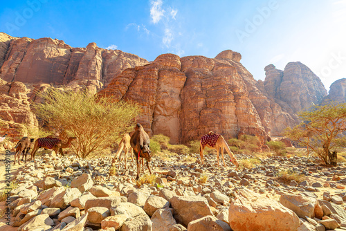 Cuadro en lienzo Camels are grazing among scattered rocks and sparse acacia trees against a backd