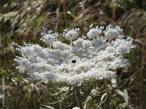 Fiore