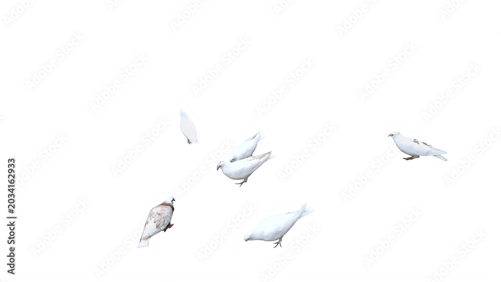 Fototapeta premium Flying white doves, birds in flight, peaceful animals, aerial view