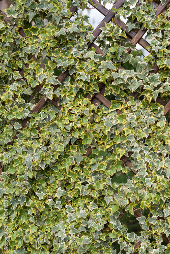 Decorative variegated ivy growing on wooden trellis background