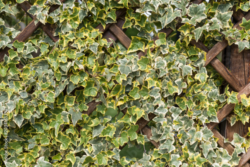Decorative ivy foliage intertwined with wooden trellis