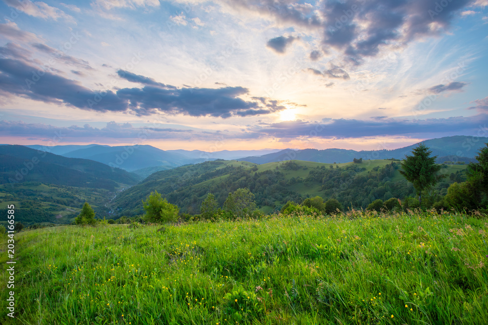 Fototapeta premium Mixed grass and wild flowers meadow on a mountain hill under a vibrant sunset sky. Carpathian mountains.Ukraine.