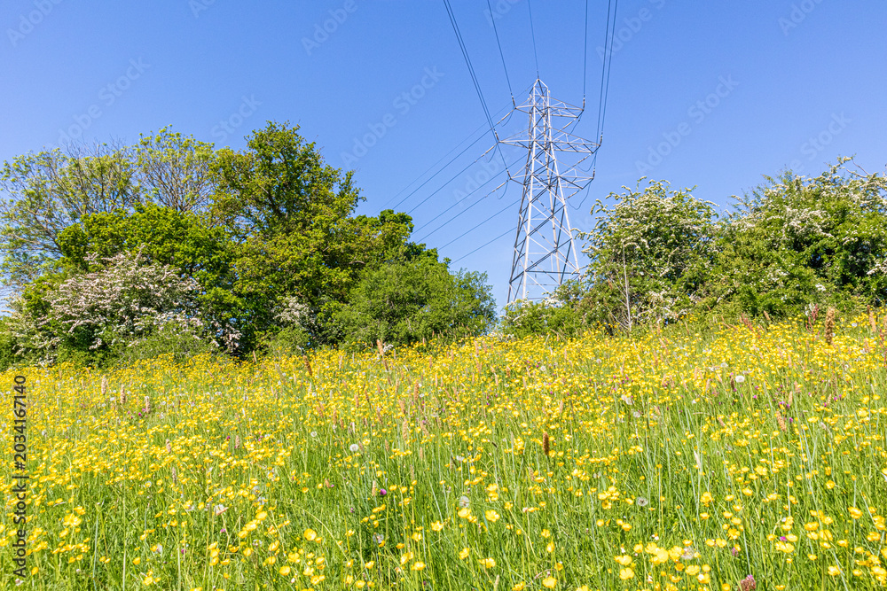 Obraz premium A pylon carrying electricity power lines across buttercups growing in a meadow beside the River Severn in Maytime at the foot of Wainlode Hill, Gloucestershire, England UK
