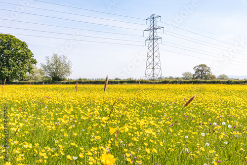 Tableau sur toile A pylon carrying electricity power lines across buttercups growing in a meadow b