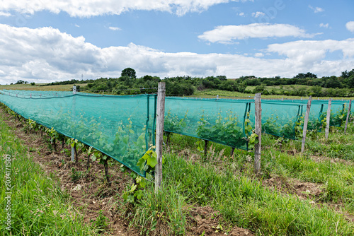Fotografi vigne protégée par des filets anti grêle