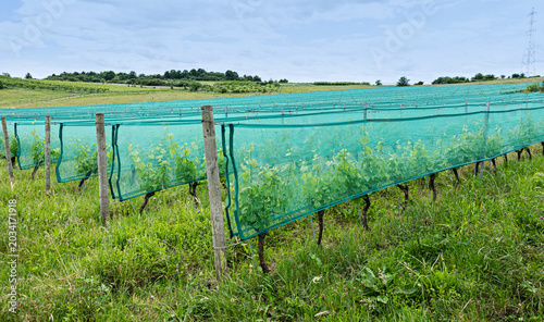 Foto vigne protégée par des filets anti grêle