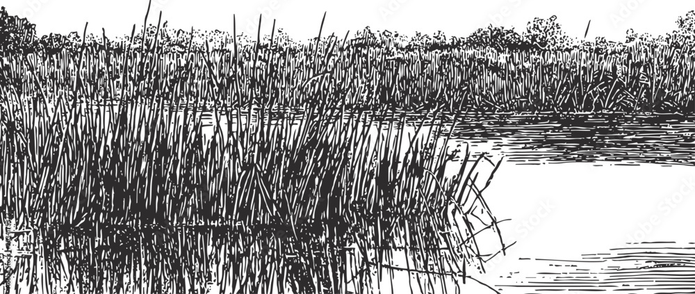 Obraz premium engraving marshland with water and tall grass, natural wetland landscape illustration
