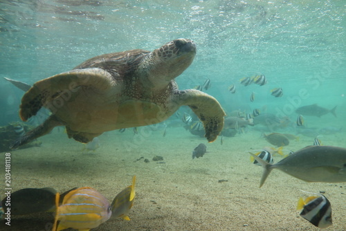 Schilderij op canvas A tank in which large turtles swim