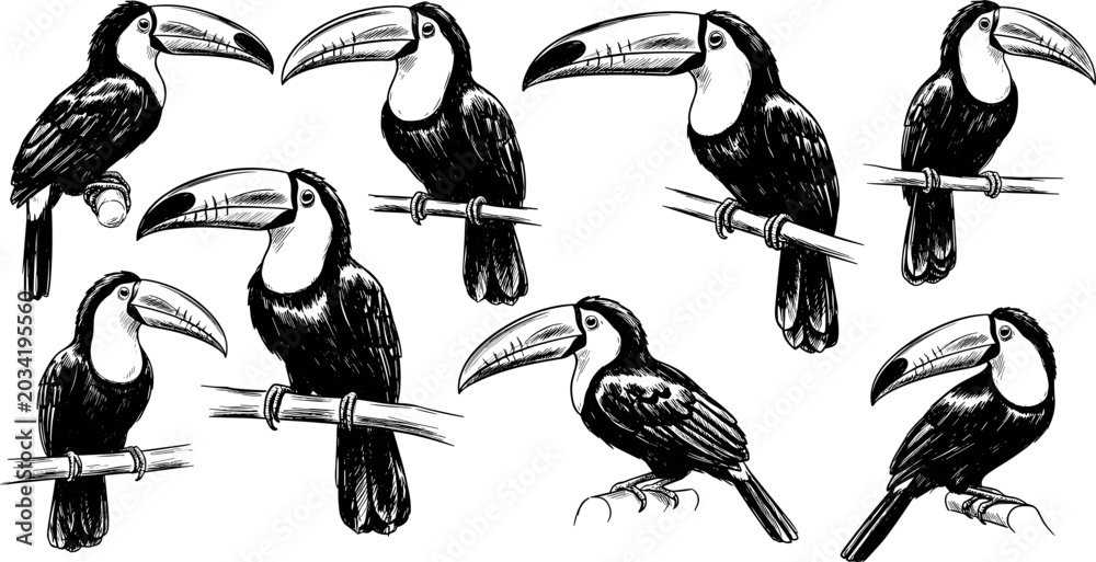 Naklejka premium Detailed Hand Drawn Toucan Sketch Set with Vintage Ink Style Tropical Exotic Birds Perched on Branches for Rainforest Wildlife Graphic Designs