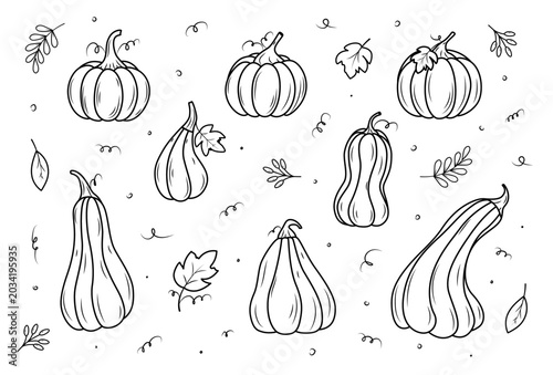 Outlines autumn set of pumpkins. Hand drawn black and white line art doodle. Vector illustration for Thanksgiving day, Halloween, greeting cards and posters.
