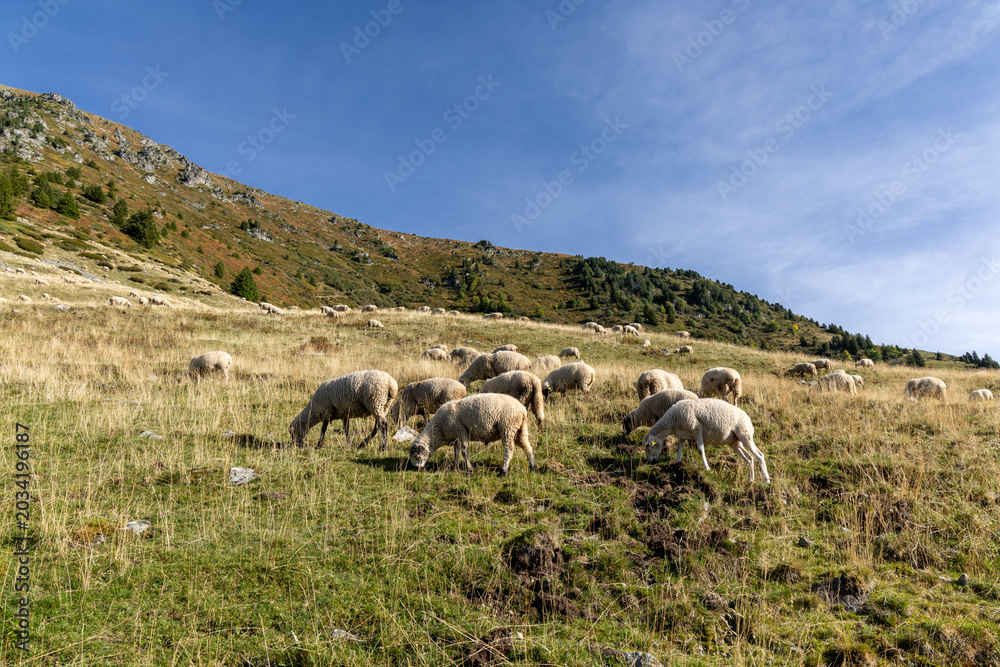 Fototapeta premium Mountain landscape with a flock of sheep in the Belledonne massif, French Alps