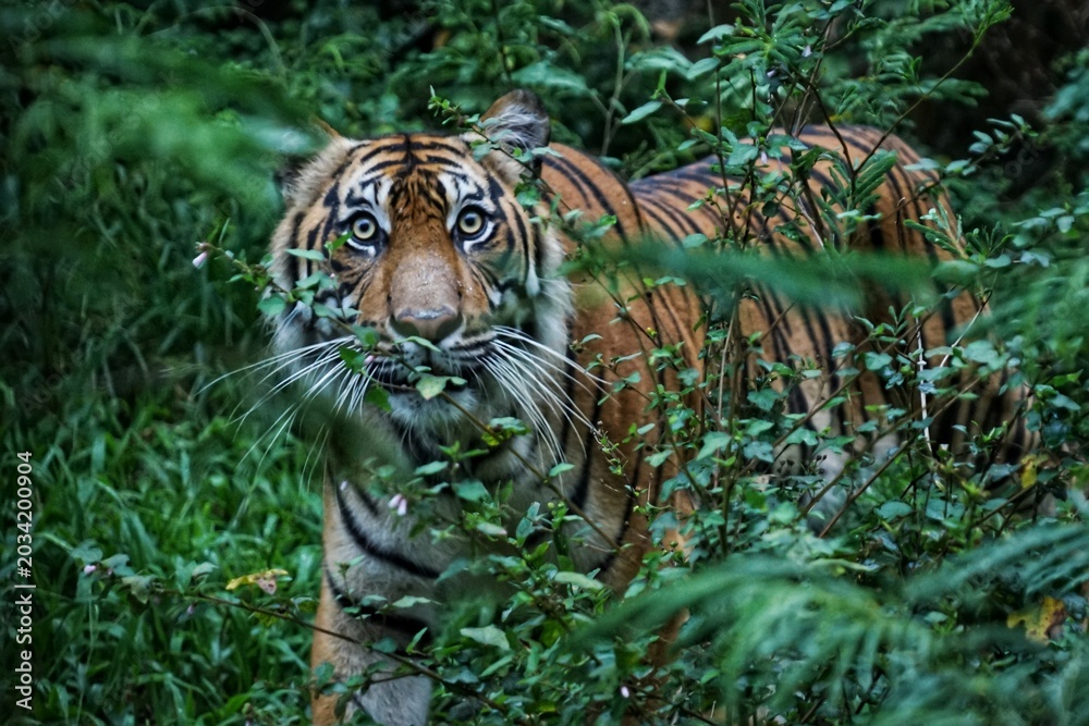 Foto Panthera tigris sumatrae