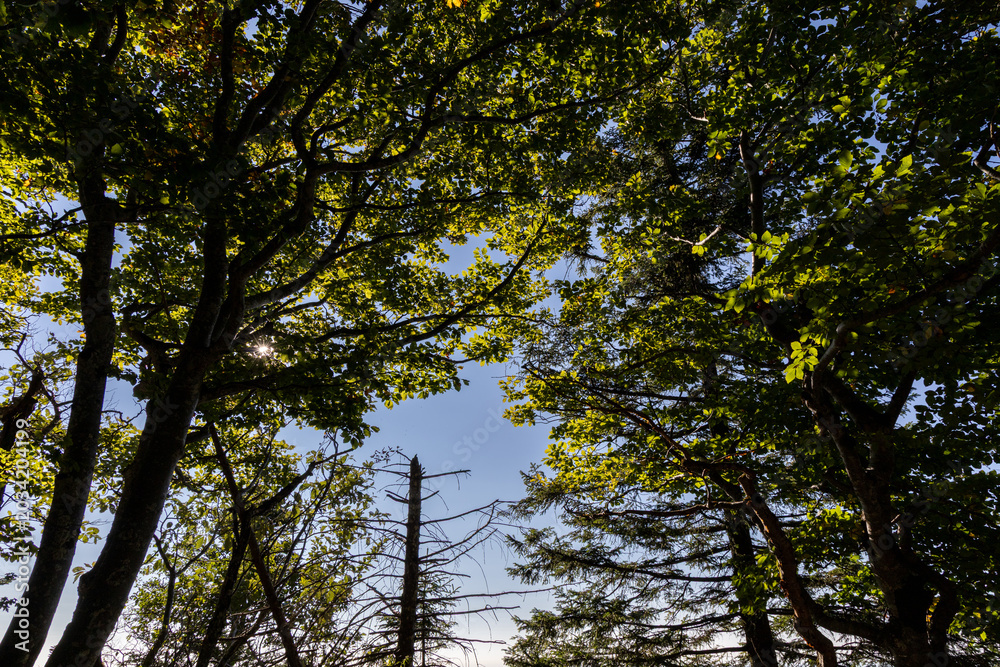 Fototapeta premium Forest landscape in the Chartreuse Massif, French Alps, Isère
