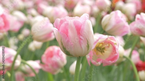 Macro shot of pink tulip blooming outdoors, surrounded by vibrant tulip field in soft natural light. Macro shot of tulip outdoors. Close up tulip