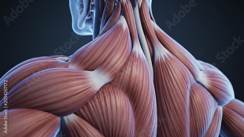 Detailed anatomical illustration of human trapezius muscles, for human muscular system education.