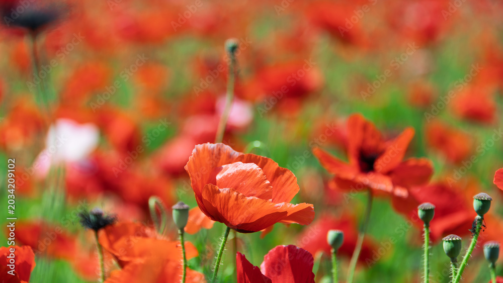 Fototapeta premium Close up of vibrant red poppy flowers blooming beautifully in a vast field in spring