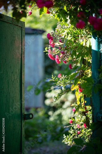 Sunlit rustic green door open to a garden with blooming pink roses.