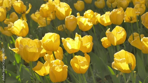 Yellow tulips blooming in a sunny park, showcasing vibrant flowers under bright spring sunlight. Blooming tulips in the park, spring sunny day
