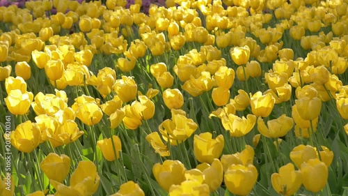 Vibrant yellow tulips bloom in a sunny park, showcasing spring beauty and nature's colors. Blooming tulips in the park, spring sunny day