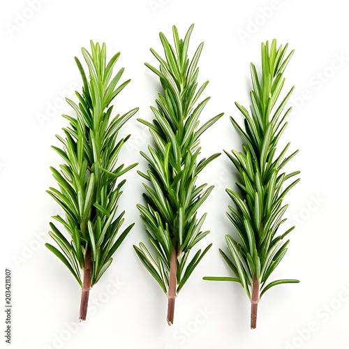 Fresh green rosemary sprigs on white background