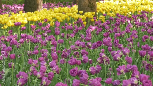 Vibrant blooming tulips in purple and yellow colors sway gently in sunny park during springtime. Blooming tulips in the park, spring sunny day
