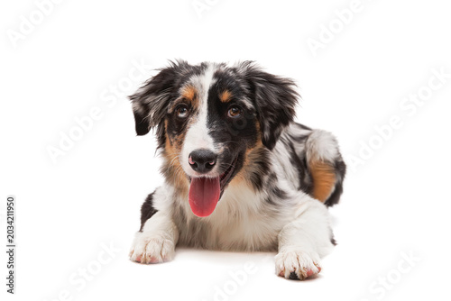 Australian shepherd dog sitting on white background